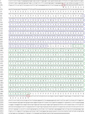 Molecular bioinformatic and functional analysis of Enolase4 gene during siphonal autotomy and regeneration of razor clam Solen grandis